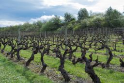 Publicados los datos de autorizaciones de plantación de viñedos