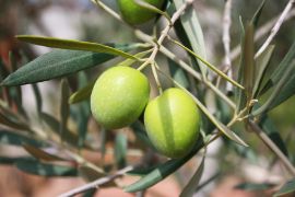 Aceitunas verdes