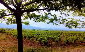 Datos provisionales de la encuesta sobre precios de la tierra de cultivo en España 2024