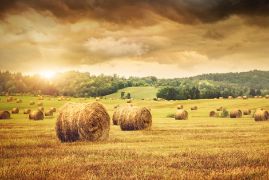 En el marco de la Comisión Nacional de Coordinación en materia de Alimentación Animal (CNCAA)