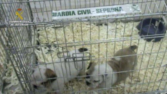 Intervención cachorros 03