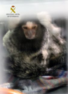La Guardia Civil intercepta la venta de dos ejemplares de mono Titi (Callithrix jacchus),endémico de Brasil. Esta especie se encuentra protegida por el Convenio Internacional de Especies Amenazadas de Fauna y Flora Silvestre (CITES).