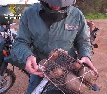  La Guardia Civil ha levantado diferentes actas de infracción (ley 8/2003 de flora y fauna silvestres),  a dos personas que estaban cazando conejos de forma ilegal en un paraje natural. Las actuaciones se llevaron a cabo dentro de los diferentes Dispositivos Operativos que se desarrollan por agentes del Servicio de Protección de la Naturaleza de la Guardia Civil (Seprona) que realizan labores de conservación de la naturaleza y medio ambiente.