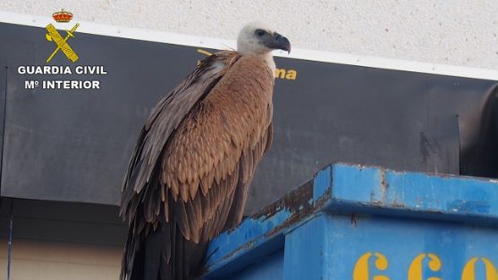 El SEPRONA de la Guardia Civil  ha recuperado  un Buitre Leonado (Gyps fulvus). La recuperación del ave fue posible gracias a la colaboración ciudadana.