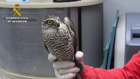El SEPRONA de la Guardia Civil  recupera un Mapache (Procyon Lotor) y un Gavilán (Accipeiter nisus), La recuperación de estos animales fue posible gracias a la colaboración ciudadana. La Guardia Civil aconseja ante este tipo de hallazgos que su actuación se limite a llamar al teléfono de Urgencias de la Guardia Civil 062 y no proporcione ningún tipo de alimento al animal.
