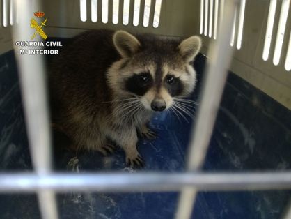 El SEPRONA de la Guardia Civil  recupera un Mapache (Procyon Lotor) y un Gavilán (Accipeiter nisus), La recuperación de estos animales fue posible gracias a la colaboración ciudadana. La Guardia Civil aconseja ante este tipo de hallazgos que su actuación se limite a llamar al teléfono de Urgencias de la Guardia Civil 062 y no proporcione ningún tipo de alimento al animal.