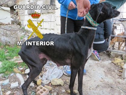 La Guardia Civil, rescata catorce perros, de raza galgo. Los animales se encontraban en claro estado de abandono. Se han instruido Diligencias Judiciales, por un presunto delito de Maltrato Animal.