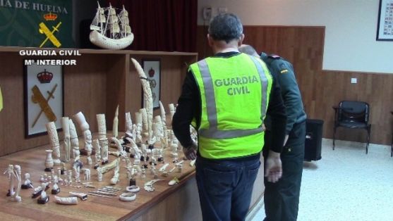 Operación Thunderbird llevada a cabo por el SEPRONA de la Guardia Civil, coordinada por INTERPOL, durante los días 17 al 30 de febrero del año en curso, para combatir los delitos contra la flora, la fauna y los recursos forestales