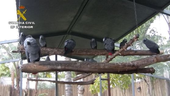 Operación Thunderbird llevada a cabo por el SEPRONA de la Guardia Civil, coordinada por INTERPOL, durante los días 17 al 30 de febrero del año en curso, para combatir los delitos contra la flora, la fauna y los recursos forestales