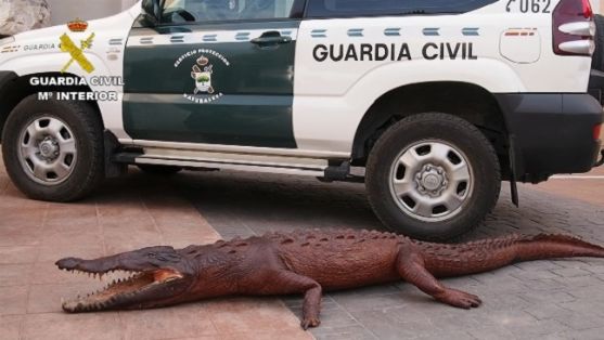 Operación Thunderbird llevada a cabo por el SEPRONA de la Guardia Civil, coordinada por INTERPOL, durante los días 17 al 30 de febrero del año en curso, para combatir los delitos contra la flora, la fauna y los recursos forestales