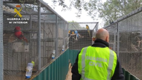 Operación Thunderbird llevada a cabo por el SEPRONA de la Guardia Civil, coordinada por INTERPOL, durante los días 17 al 30 de febrero del año en curso, para combatir los delitos contra la flora, la fauna y los recursos forestales