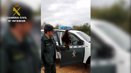 Operación Thunderbird llevada a cabo por el SEPRONA de la Guardia Civil, coordinada por INTERPOL, durante los días 17 al 30 de febrero del año en curso, para combatir los delitos contra la flora, la fauna y los recursos forestales