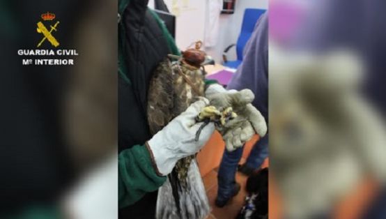 Operación Thunderbird llevada a cabo por el SEPRONA de la Guardia Civil, coordinada por INTERPOL, durante los días 17 al 30 de febrero del año en curso, para combatir los delitos contra la flora, la fauna y los recursos forestales