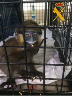 Operación Thunderbird llevada a cabo por el SEPRONA de la Guardia Civil, coordinada por INTERPOL, durante los días 17 al 30 de febrero del año en curso, para combatir los delitos contra la flora, la fauna y los recursos forestales