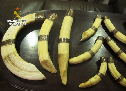 Operación RHINO. El SEPRONA de la Guardia Civil localiza cerca de doscientas piezas naturalizadas de especies animales protegidas, reguladas en el Convenio CITES. 