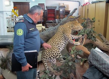 Operación RHINO. El SEPRONA de la Guardia Civil localiza cerca de doscientas piezas naturalizadas de especies animales protegidas, reguladas en el Convenio CITES. 