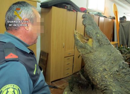 Operación RHINO. El SEPRONA de la Guardia Civil localiza cerca de doscientas piezas naturalizadas de especies animales protegidas, reguladas en el Convenio CITES. 