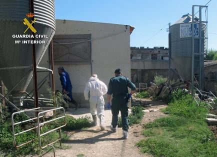 Operación ‘LECHÓN’, una investigación dirigida a esclarecer el abandono de más de un centenar de cabezas de ganado porcino de una explotación ganadera, que se ha saldado con la detención del responsable de la granja como presunto autor de delito relativo a la protección de la fauna (maltrato animal).