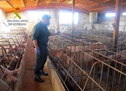 Operación ‘LECHÓN’, una investigación dirigida a esclarecer el abandono de más de un centenar de cabezas de ganado porcino de una explotación ganadera, que se ha saldado con la detención del responsable de la granja como presunto autor de delito relativo a la protección de la fauna (maltrato animal).