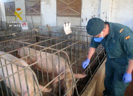 Operación ‘LECHÓN’, una investigación dirigida a esclarecer el abandono de más de un centenar de cabezas de ganado porcino de una explotación ganadera, que se ha saldado con la detención del responsable de la granja como presunto autor de delito relativo a la protección de la fauna (maltrato animal).
