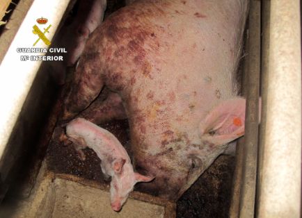 Operación ‘LECHÓN’, una investigación dirigida a esclarecer el abandono de más de un centenar de cabezas de ganado porcino de una explotación ganadera, que se ha saldado con la detención del responsable de la granja como presunto autor de delito relativo a la protección de la fauna (maltrato animal).