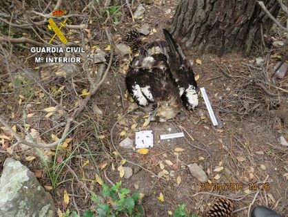 Operación  ANTITOX VI, contra el envenenamiento de aves. Las investigaciones son realizadas por el SEPRONA de la Guardia Civil, tras el hallazgo de tres águilas imperiales ibéricas y dos milanos reales muertos por envenenamiento.