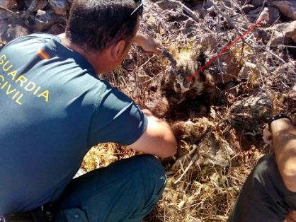 Operación de la Guardia Civil contra el uso de artes prohibidas para la caza. Todas las artes tenían como finalidad la captura o muerte de animales silvestres, en explotaciones ganaderas. El código penal castiga, con penas de hasta dos años de prisión, el uso de estas artes prohibidas, considerados medios no selectivos en lo referente a la captura de especies de fauna.  