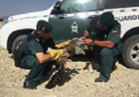 Agentes de la patrulla del SEPRONA de la Guardia Civil, recuperan  un ejemplar de águila culebrera (Circaetus gallicus) catalogada de interés especial, impedida para el vuelo.