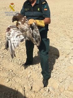 Agentes de la patrulla del SEPRONA de la Guardia Civil, recuperan  un ejemplar de águila culebrera (Circaetus gallicus) catalogada de interés especial, impedida para el vuelo.
