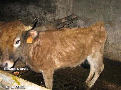 El Seprona de la Guardia Civil procedió a la toma de manifestación de una persona como supuesto autor de un delito de maltrato animal, en una explotación ganadera.