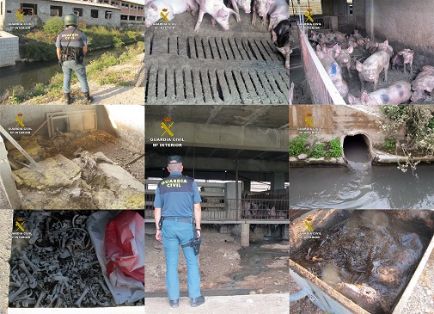 El SEPRONA de la Guardia Civil y gracias a la colaboración ciudadana, ha desarrollado la operación ‘LIXIVIADO’, una investigación dirigida a esclarecer unos supuestos vertidos ilegales de purines desde una granja a una acequia, el abandono de medio millar de cabezas de ganado porcino y la captación ilícita de aguas del acuífero. 