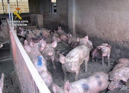 El SEPRONA de la Guardia Civil y gracias a la colaboración ciudadana, ha desarrollado la operación ‘LIXIVIADO’, una investigación dirigida a esclarecer unos supuestos vertidos ilegales de purines desde una granja a una acequia, el abandono de medio millar de cabezas de ganado porcino y la captación ilícita de aguas del acuífero. 