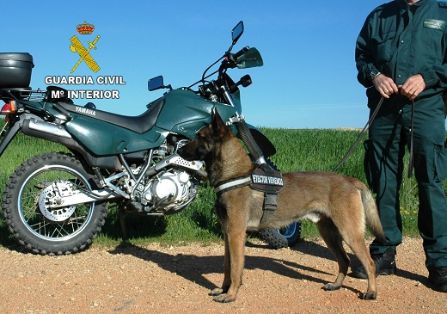 La Guardia Civil ha procedido a la detención e investigación de 16 personas por el uso ilegal de venenos para la caza, dentro de la Operación ANTITOX VI desarrollada por el SEPRONA de la Guardia Civil. 