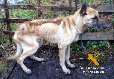 La Guardia Civil detecta a un perro en aparente estado de desnutrición extrema y detiene a su dueño.