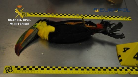 La Guardia Civil, en coordinación con EUROPOL, y con la participación de diversos países de África e Iberoamérica, especialmente México, en el marco de la operación SUZAKU, ha procedido a la detención de 29 personas pertenecientes a una organización internacional dedicada al comercio ilegal de especies de aves. El tráfico internacional de especies está identificado como una prioridad en la lucha contra el crimen organizado dentro del ciclo político de la UE para los próximos cuatro años.