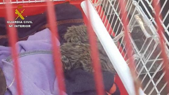 El Servicio de Protección de la Naturaleza (SEPRONA), en el marco de la Operación “PARUM”, ha procedido a la investigación de once personas, por supuestos delitos de tráfico de especies protegidas y estafa