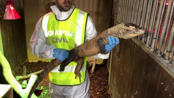 El SEPRONA de la Guardia Civil interviene por primera vez en Europa un ejemplar de Dragón de Komodo, adquirido ilegalmente.