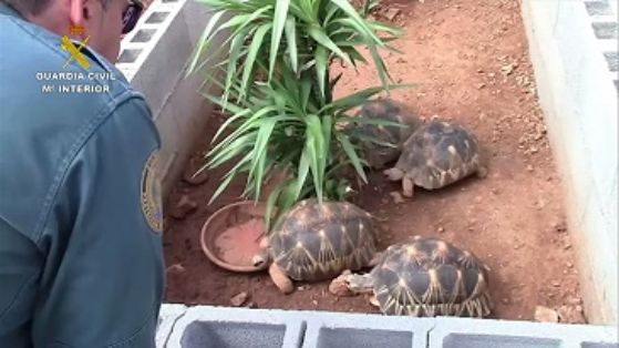 La Guardia Civil, en el marco de la operación COAHUILA, desarticula una de las mayores organizaciones a nivel internacional dedicada al tráfico ilegal de especies amenazadas de tortuga.