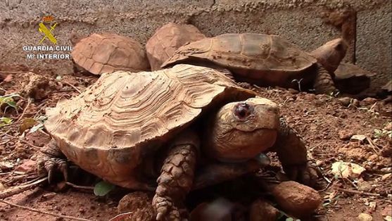 La Guardia Civil, en el marco de la operación COAHUILA, desarticula una de las mayores organizaciones a nivel internacional dedicada al tráfico ilegal de especies amenazadas de tortuga.