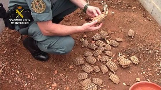 La Guardia Civil, en el marco de la operación COAHUILA, desarticula una de las mayores organizaciones a nivel internacional dedicada al tráfico ilegal de especies amenazadas de tortuga.
