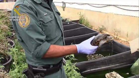 La Guardia Civil, en el marco de la operación COAHUILA, desarticula una de las mayores organizaciones a nivel internacional dedicada al tráfico ilegal de especies amenazadas de tortuga.