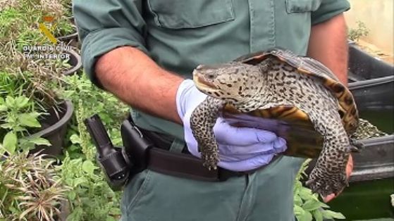 La Guardia Civil, en el marco de la operación COAHUILA, desarticula una de las mayores organizaciones a nivel internacional dedicada al tráfico ilegal de especies amenazadas de tortuga.
