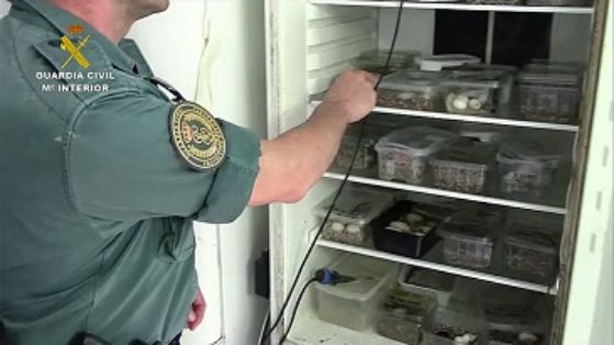 La Guardia Civil, en el marco de la operación COAHUILA, desarticula una de las mayores organizaciones a nivel internacional dedicada al tráfico ilegal de especies amenazadas de tortuga.