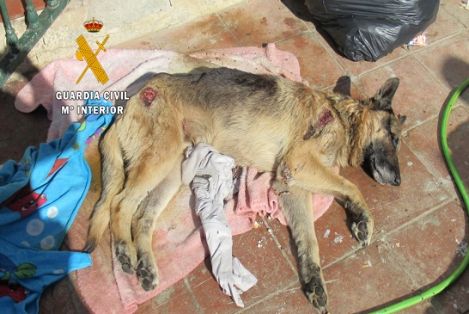 Agentes pertenecientes a las Patrullas del Servicio de Protección de la Naturaleza (SEPRONA), realizan tres actuaciones contra el maltrato animal.
