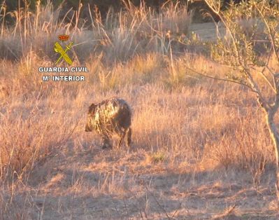 La Guardia Civil rescata a una jabalina que llevaba dos días dentro de un pozo sin poder salir. El rescate se efectúo sin dañar al animal, que una vez liberado abandono el lugar en aparente buen estado.
