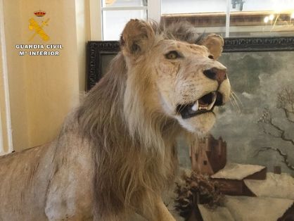 El Servicio de Protección de la Naturaleza de la Guardia Civil Guardia Civil, ha procedido a la intervención de dos leones naturalizados. Las piezas intervenidas habían sido puestas a la venta en un conocido portal de Internet.