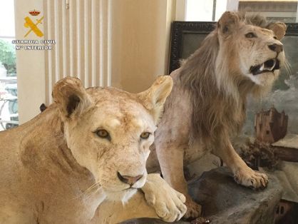 El Servicio de Protección de la Naturaleza de la Guardia Civil Guardia Civil, ha procedido a la intervención de dos leones naturalizados. Las piezas intervenidas habían sido puestas a la venta en un conocido portal de Internet.