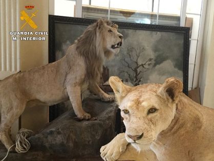 El Servicio de Protección de la Naturaleza de la Guardia Civil Guardia Civil, ha procedido a la intervención de dos leones naturalizados. Las piezas intervenidas habían sido puestas a la venta en un conocido portal de Internet.