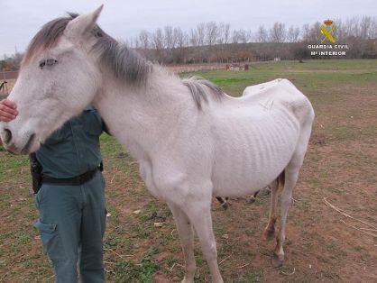 El SEPRONA de la Guardia Civil localiza una serie de animales, abandonados y desnutridos; por lo que se ha instruido Diligencias a un varón en calidad de investigado por su implicación en un Delito de Abandono de Animales Domésticos