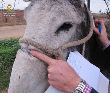 El SEPRONA de la Guardia Civil localiza una serie de animales, abandonados y desnutridos; por lo que se ha instruido Diligencias a un varón en calidad de investigado por su implicación en un Delito de Abandono de Animales Domésticos